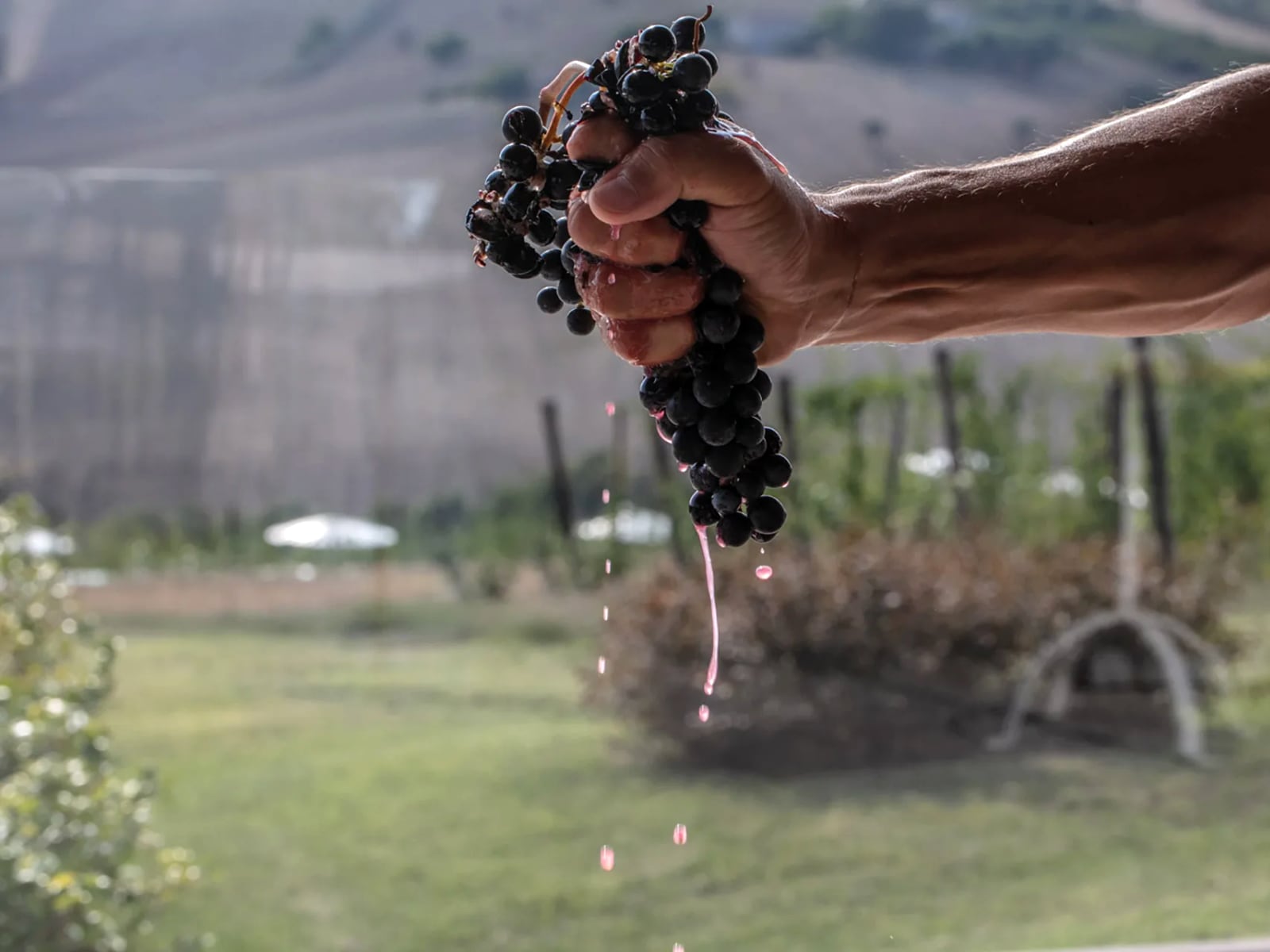 Filodivino Wine Resort